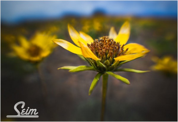 seim-photo-spring-1